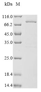 CSB-BP613486HU SDS