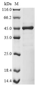 CSB-BP618010HU