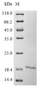 CSB-BP623780HU