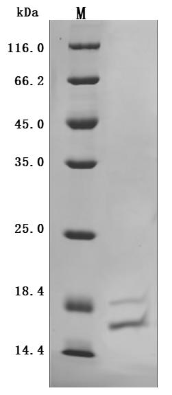 CSB-BP624104HU(M) Purity Verified