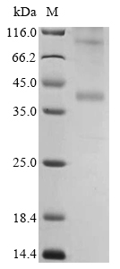 CSB-CF004843HU SDS-page