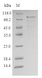 CSB-CF011621HU SDS