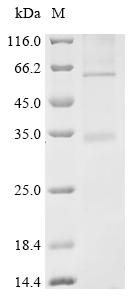 CSB-CF022921HU