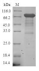 CSB-EP007834HU