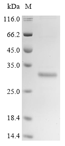 CSB-EP008627HU