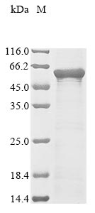 CSB-EP008794HU