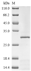 CSB-EP009140HU