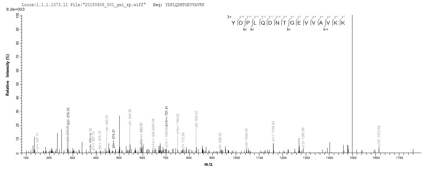 CSB-EP011931HU