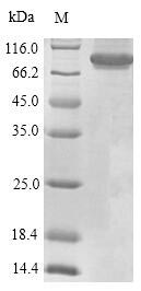 CSB-EP019049HU