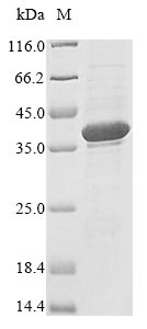 CSB-EP019801HU-SDS