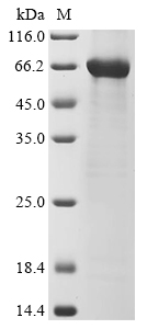 CSB-EP021801HU