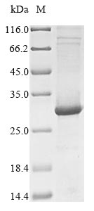 CSB-EP023606HU