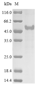 CSB-EP618803HU