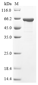 CSB-EP717138MO