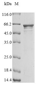 CSB-EP819484HU