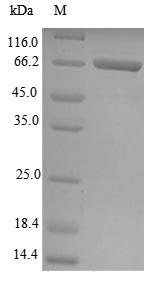 CSB-EP854029HU