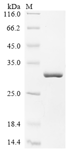 CSB-EP888012HU