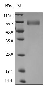 CSB-MP002831HU1 SDS-PAGE