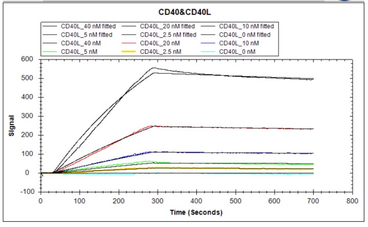 CSB-MP004936HU1 Activity Verified