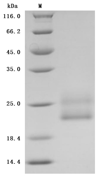 CSB-MP004952HU SDS