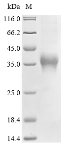 CSB-MP005595HU