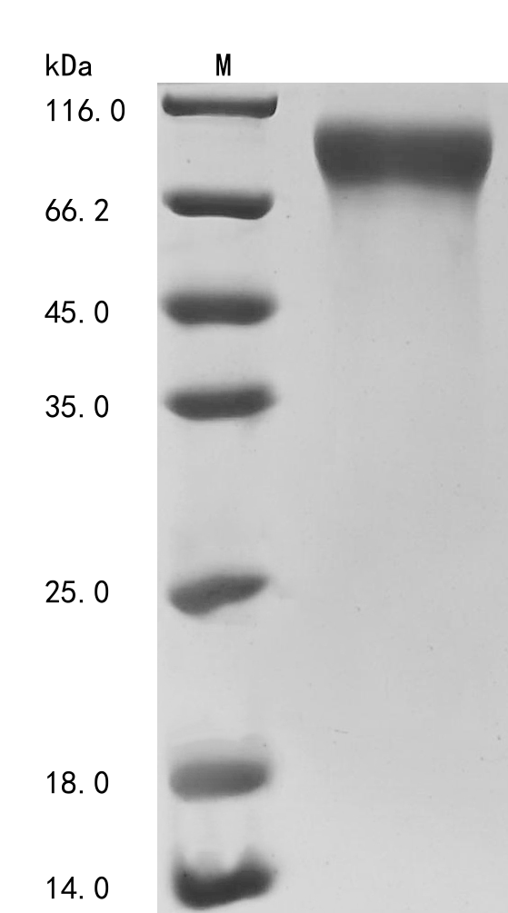 CSB-MP006044HUi10