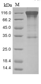 CSB-MP012375HU