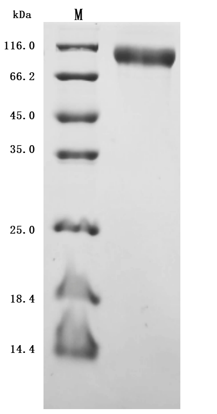 CSB-MP013481HU(F8) SDS