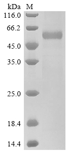 CSB-MP017854HU