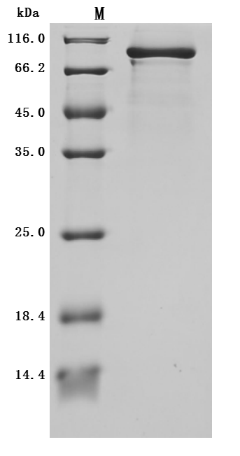 CSB-MP018222HU2k6-SDS