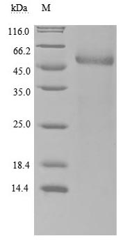 CSB-MP896537HU SDS