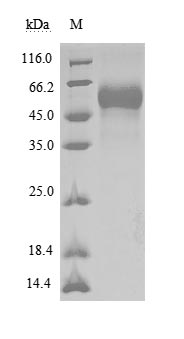 CSB-MP021334HU