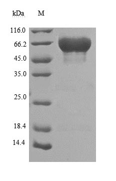 CSB-MP023072HU1 SDS-PAGE