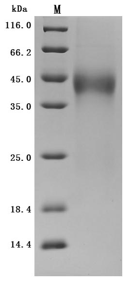 CSB-MP023437HU