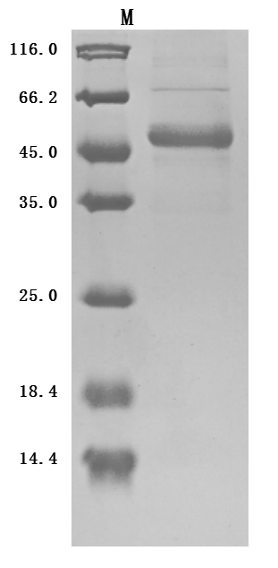 CSB-MP023997HU1-SDS