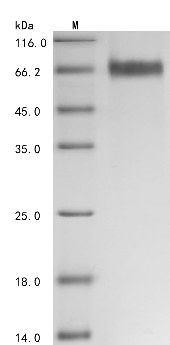 CSB-MP326981HUd7