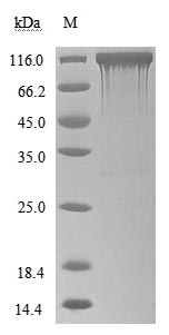 CSB-MP866317HU SDS-PAGE