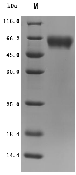 CSB-MP878844HU