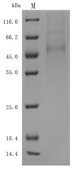 CSB-MP882142HU SDS