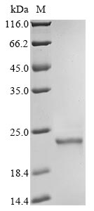 CSB-YP009869HU