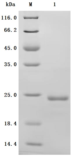 CSB-YP011664HU Purity Verified