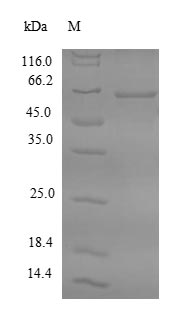 CSB-EP008563HU