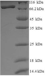 CSB-EP010235HU