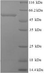 CSB-EP014755HU