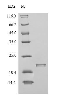 CSB-YP011877HU