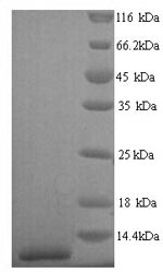 CSB-YP021174HU