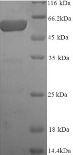 CSB-YP021324HU SDS