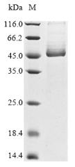 CSB-YP023924HU-SDS