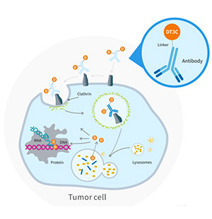 抗體內(nèi)化效率評(píng)估工具——DT3C重組蛋白
