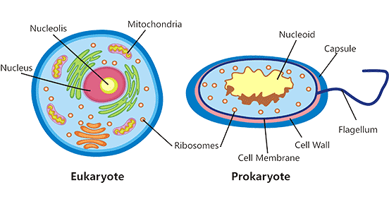 真核細(xì)胞與原核細(xì)胞示意圖